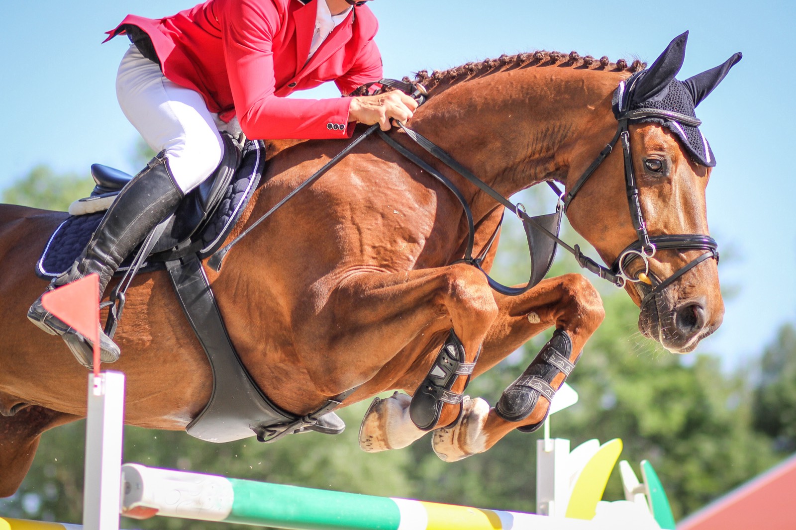 Show Jumping